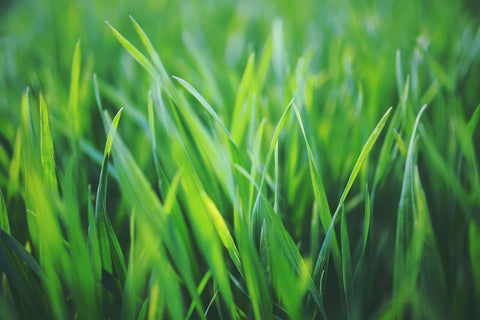 summer nutrients for lawn