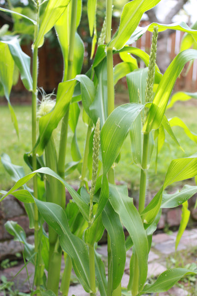 Jane Richmond Blog - in the garden