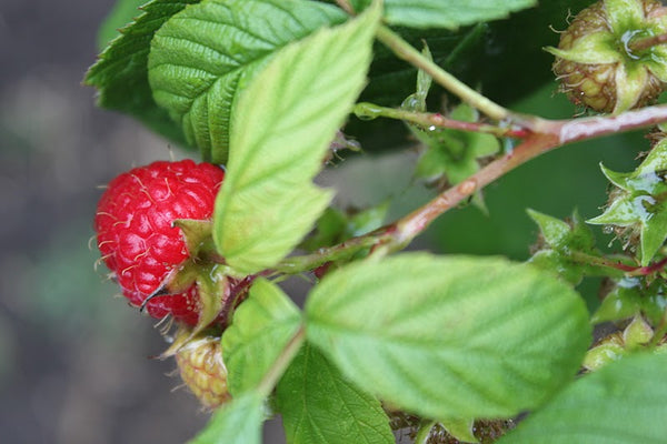Jane Richmond Blog - in the garden