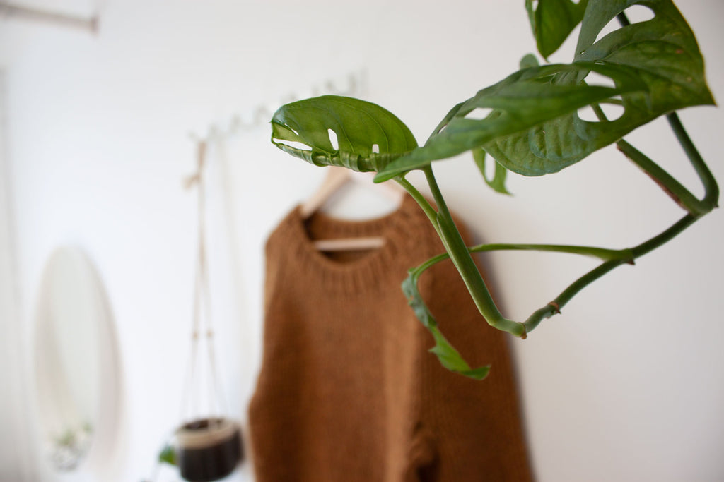 hanging plant with winston pullover blurred in the background