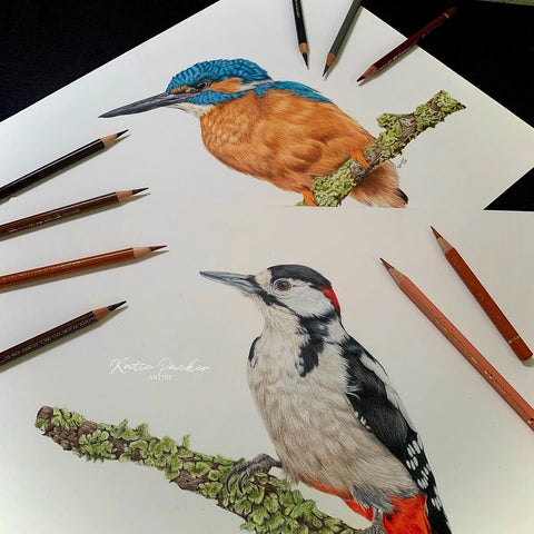Katie Packer professional artist Polychromos colour pencils