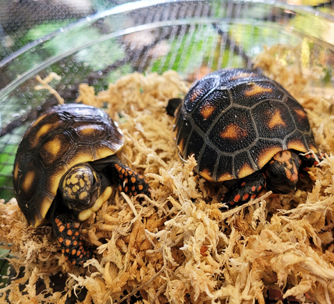 Red Foot Tortoise at Aquariums West