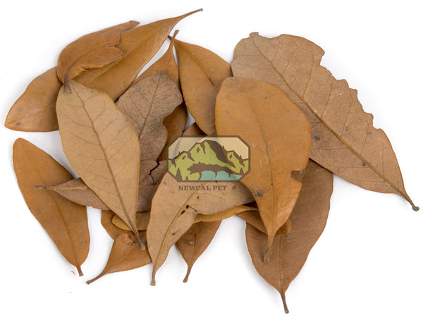 Feuilles de goyave pq de 10 - Guava Leaves - Magazoo, l'Univers des Reptiles