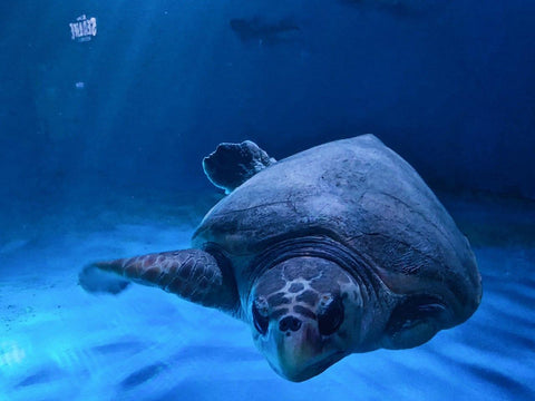 Busan SEA Life Aquarium One Flipper Turtle