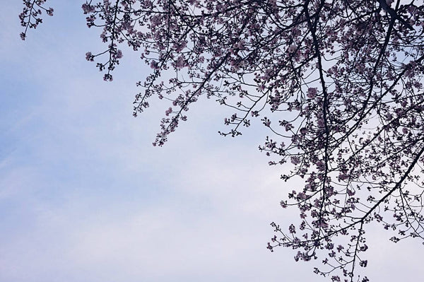 Sumida Cherry Blossom