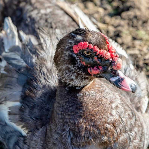 Bean the duck