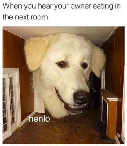 25 Best Memes About Doggy Bag Doggy Bag Memes
