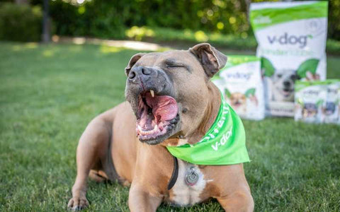 vegan dog with v-dog products