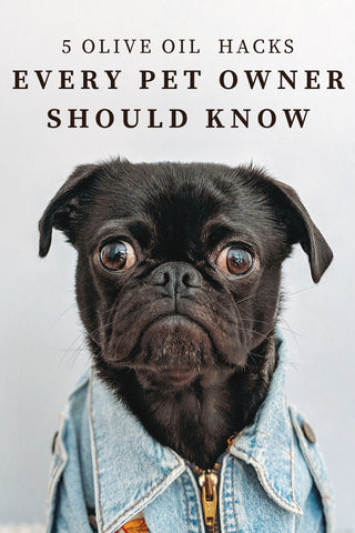 5 olive oil hacks every pet owner should know. A photo of a pug looking stressed with a denim jacket on. 