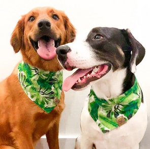 summer dog bandanas