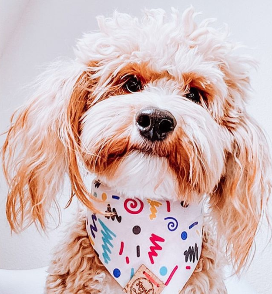 reversible dog bandana