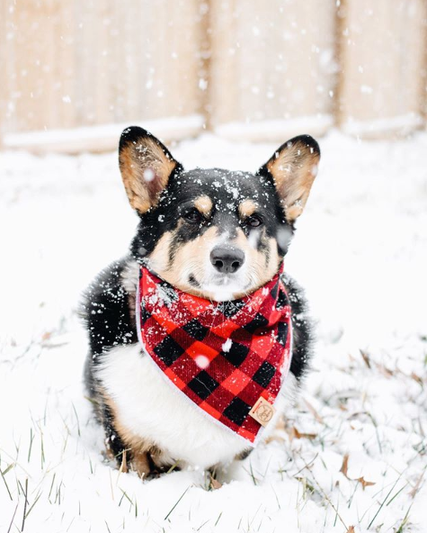 red buffalo plaid dog bandana