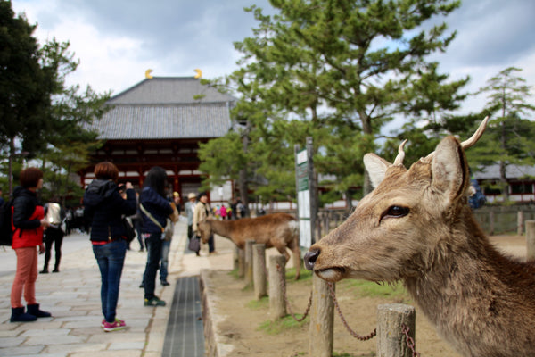 Nara, Japan, Dear, Mozzis, top 10 cities to visit in japan