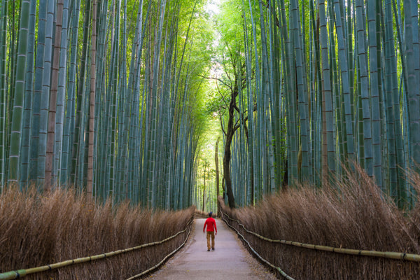 japan, bamboo, tanabata, top 10 things to do, summer, mozzis