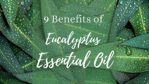 benefits-of-eucalyptus-essential-oil