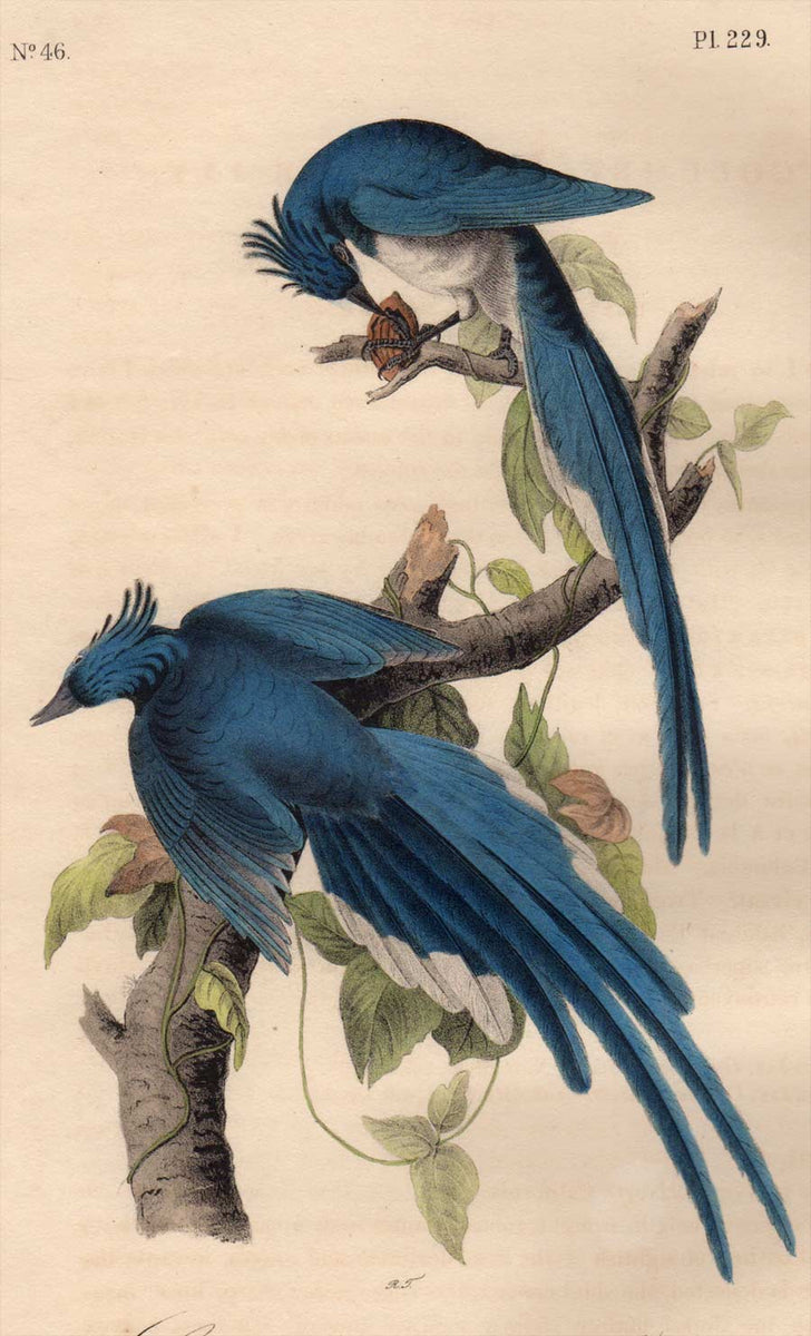 Plate 229 Columbia Magpie or Jay Audubon Octavo First Edition – Audubon ...