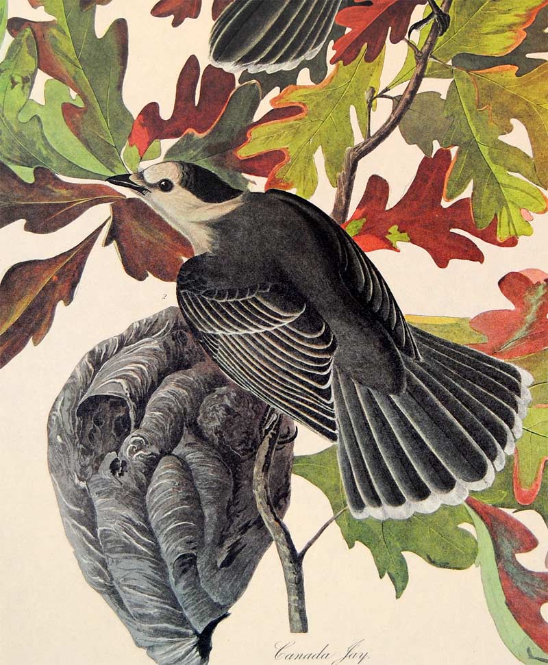 107 Canada Jay Amsterdam Print – Audubon