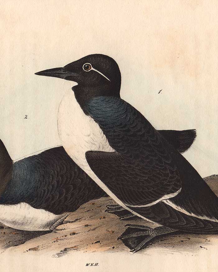 Plate 473 Foolish  Guillemot 1840 Audubon Octavo First 