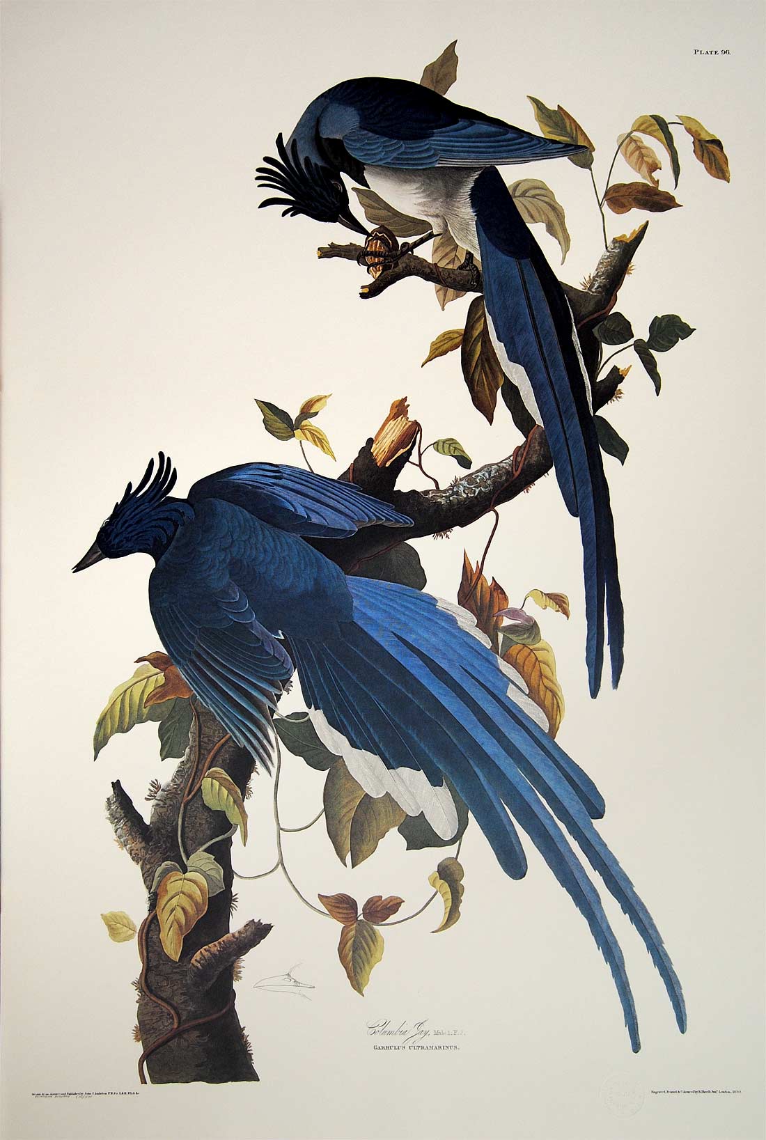 Plate 096 Columbia Jay or Magpie, Princeton Audubon Print – Audubon ...