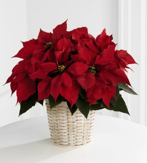 Stella Di Natale Velenosa Per Cani.Stella Di Natale Poinsettia Indicazioni Per Far Vivere Al Meglio I Pattiflora It