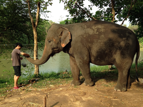 Are Elephants Mammals >> All About Elephants Facts And Figures Elephant Art Gallery Are Elephants Mammals >> All About Elephants Facts And Figures Elephant Art Gallery