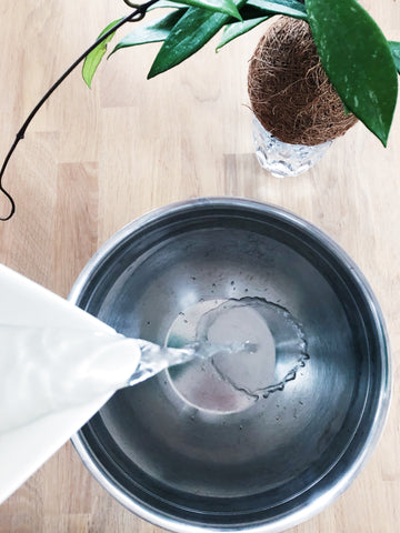 Hydration Kokedama Wässern  - Fülle eine saubere Schale mit Wasser, idealerweise Regenwasser