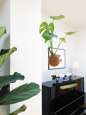 Monstera deliciosa Kokedama Fensterblatt Pflanzenbommel fliegende Pflanzen 