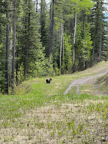 PMBIA Course - Bear Sighting