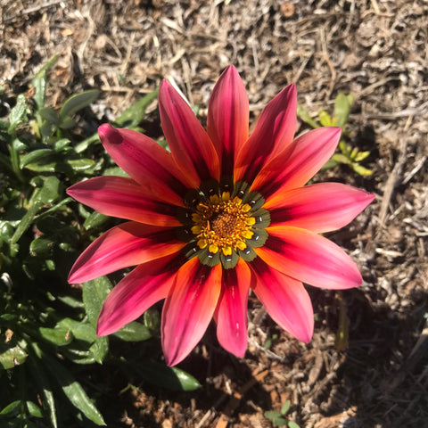 Wild Gazania