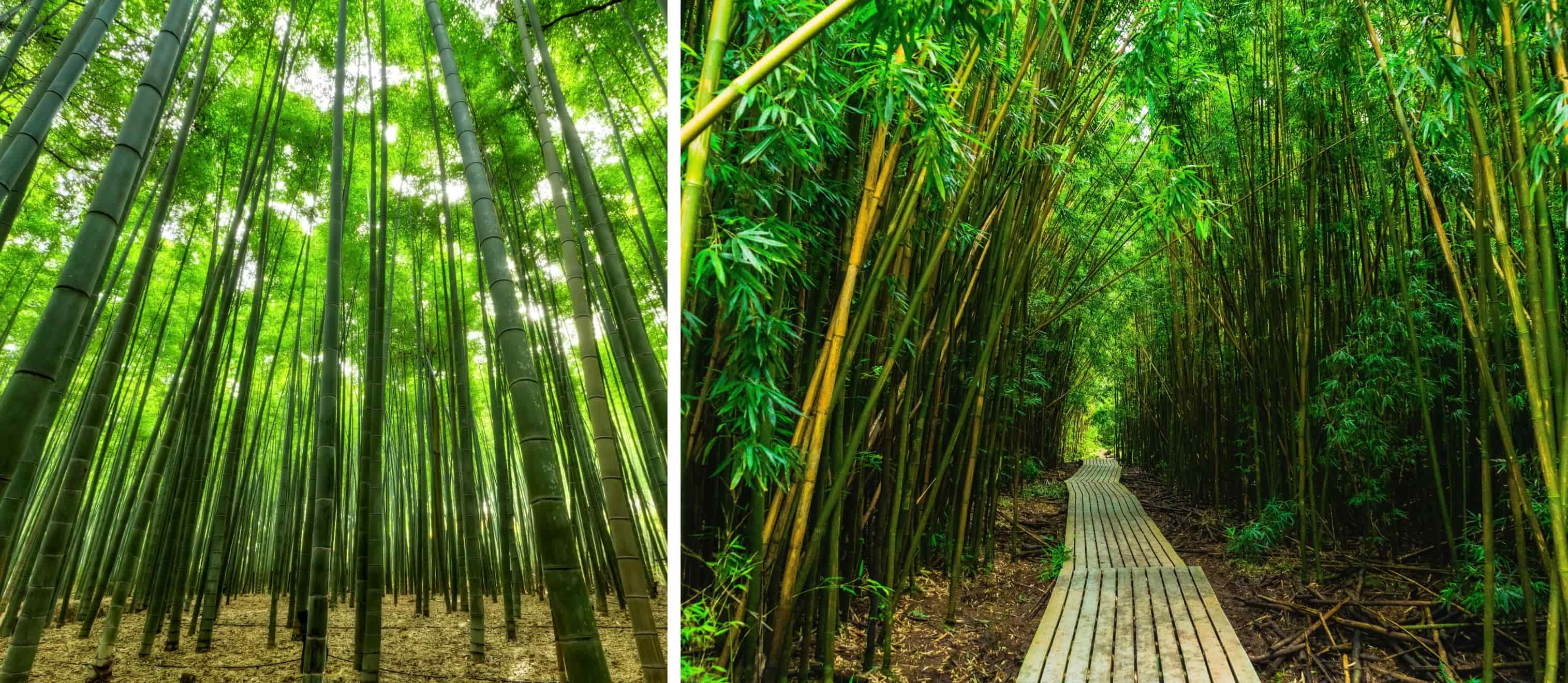Two side-by-side images of a bamboo forest
