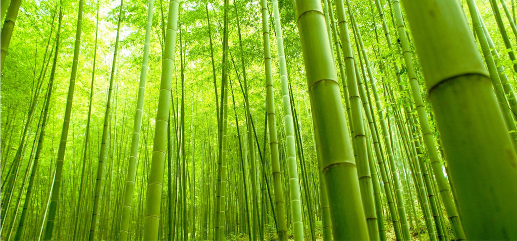 Bamboo forest with hundreds of trees