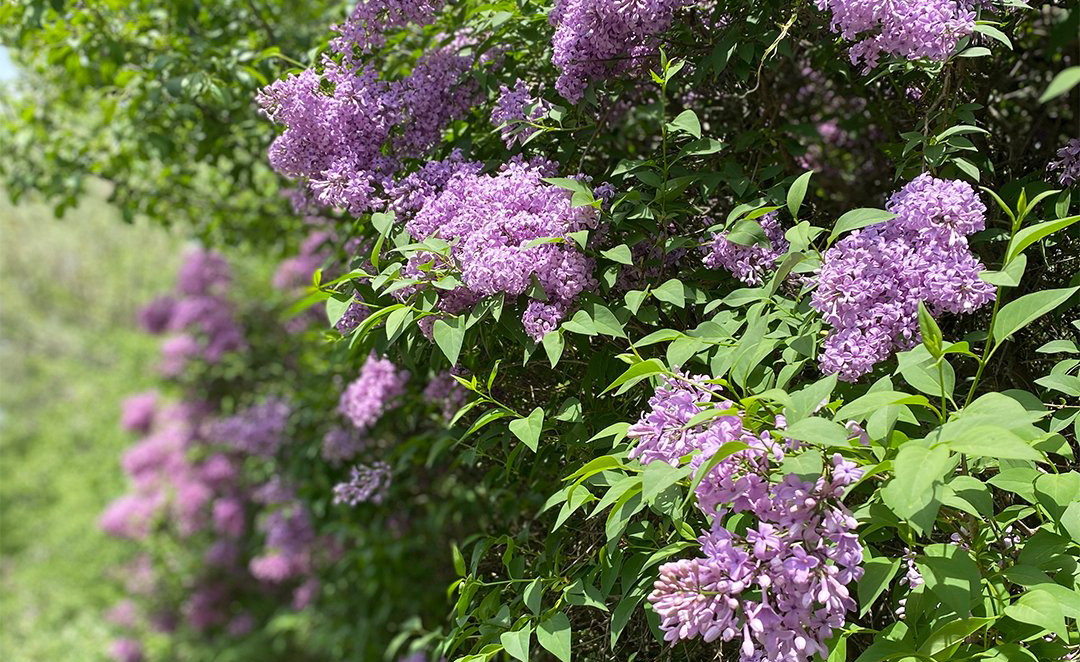 garden with purple flowers and lots of green