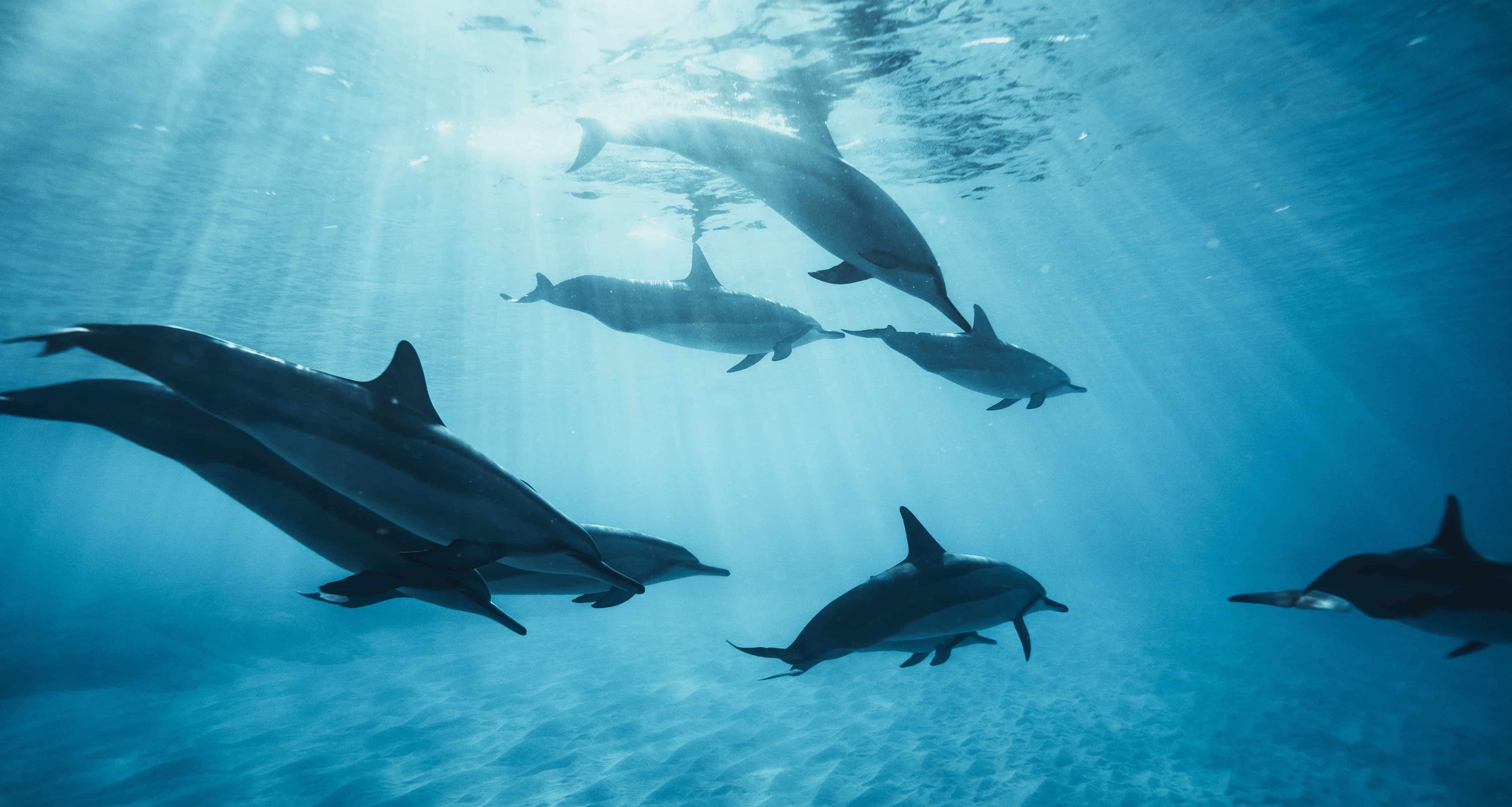 Dolphins swimming in the ocean