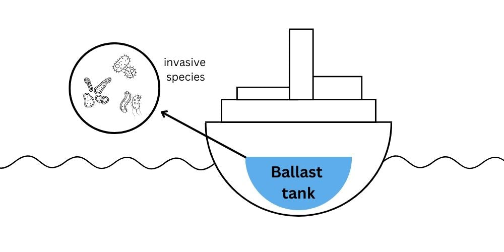 Graphic showing where the ballast tank is on the ship and a close up on species in the water