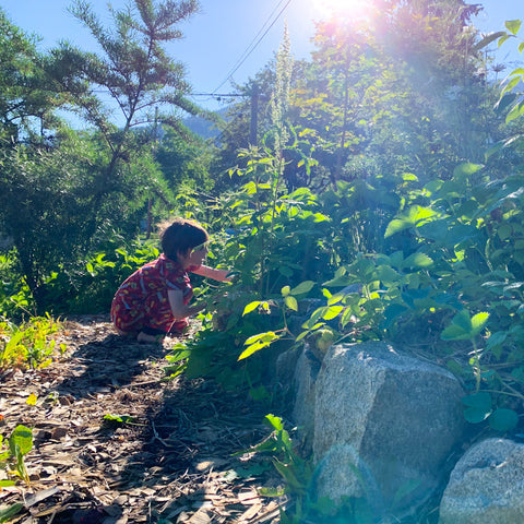 picking fresh strawberries from the garden on a summer morning