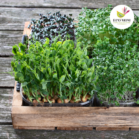 microgreens growing in wooden tray