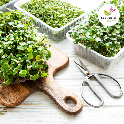 growing microgreens in a sunny spot