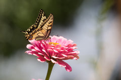 butterfly and flower  – BEB Organic skincare products – Luxury, health-filled skincare for preemies – premature baby - BEB Organic Bubbly Wash - BEB Organic Silky Cream - BEB Organic Healing Gel - BEB Organic Nourishing Oil - BEB Organic Diaper Balm – Kim Walls, Preemie Skincare Expert 