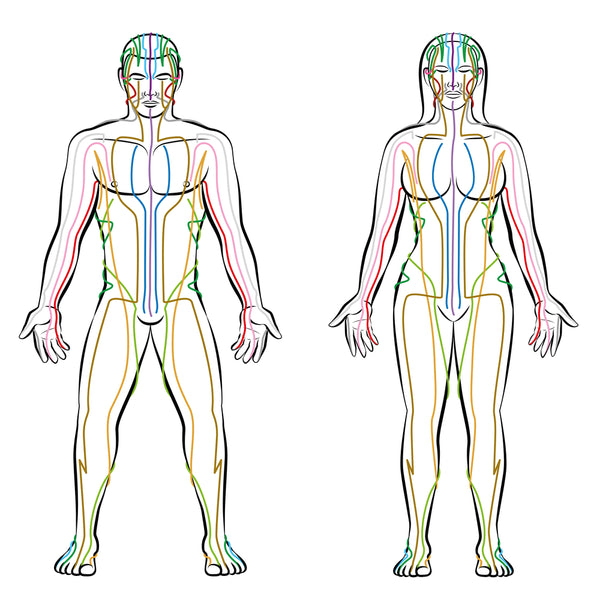 Meridian system colored meridians male female