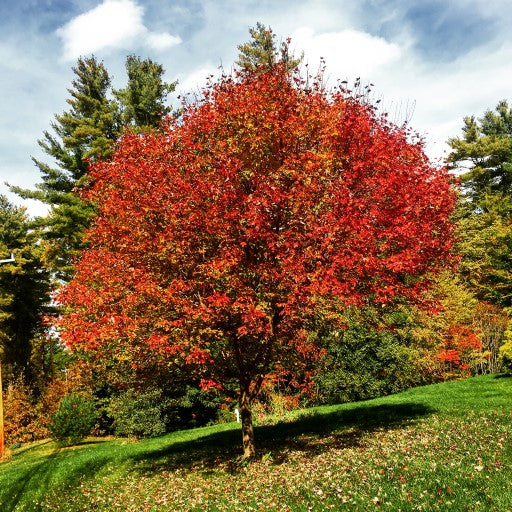 Autumn Maple in NH