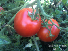 Wild peruvian tomato, Organic | Restoration Seeds