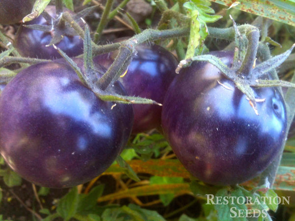 auditorium Groenland patrouille Bosque Blue tomato, Organic | Restoration Seeds