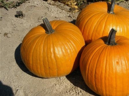 field connecticut pumpkin