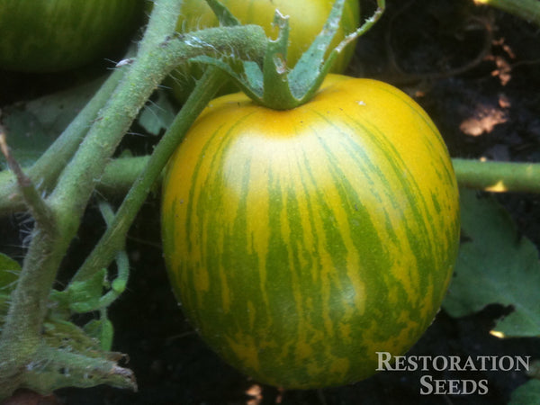 green zebra tomato turning red