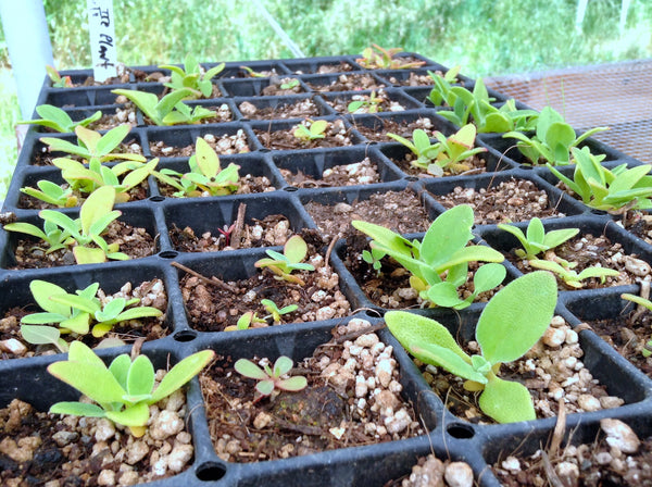 Ice Plant Restoration Seeds