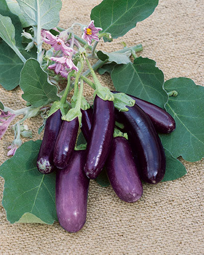 Japanese Pickling Eggplant Organic Restoration Seeds