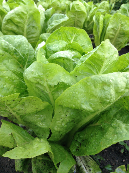 artisan romaine lettuce