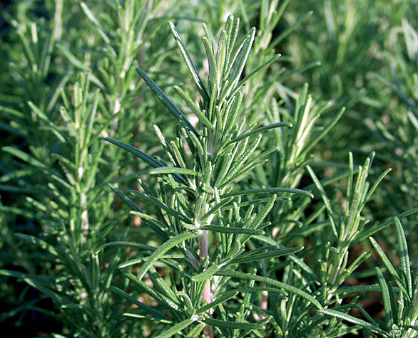 rosemary | Restoration Seeds