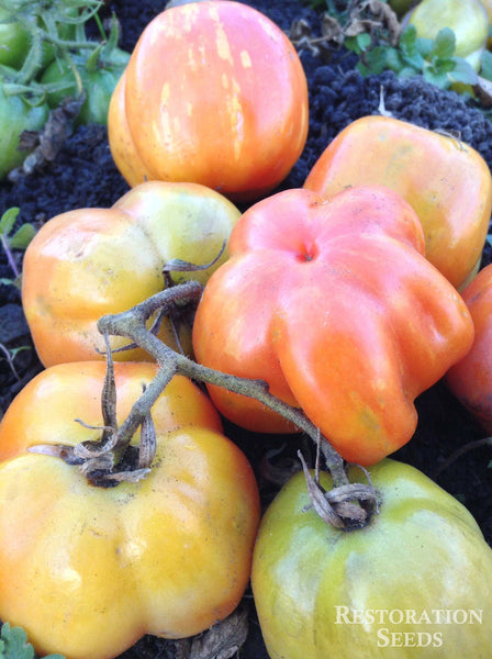 Schimmeig Striped Hollow tomato, Organic | Restoration Seeds