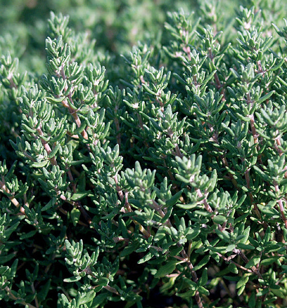 English Winter Thyme Restoration Seeds